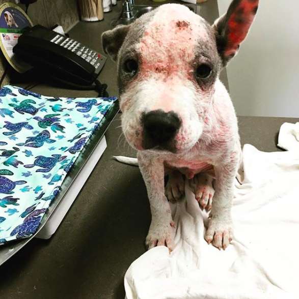 Illustration de l'article : Abandonné sur une route quasi déserte, ce chiot malade avait perdu tous ses poils